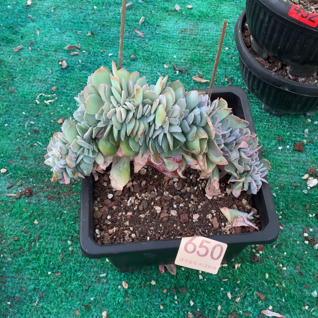 650白凤缀多肉植物