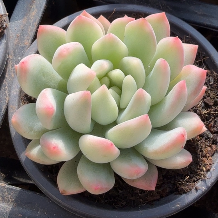 冰芯公主锦腹轮锦