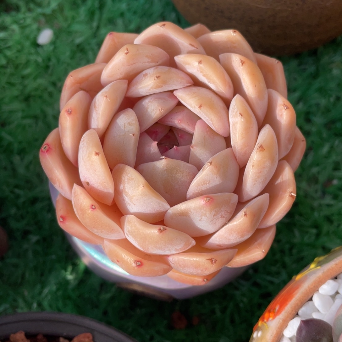 梦幻仙子多肉植物盆栽