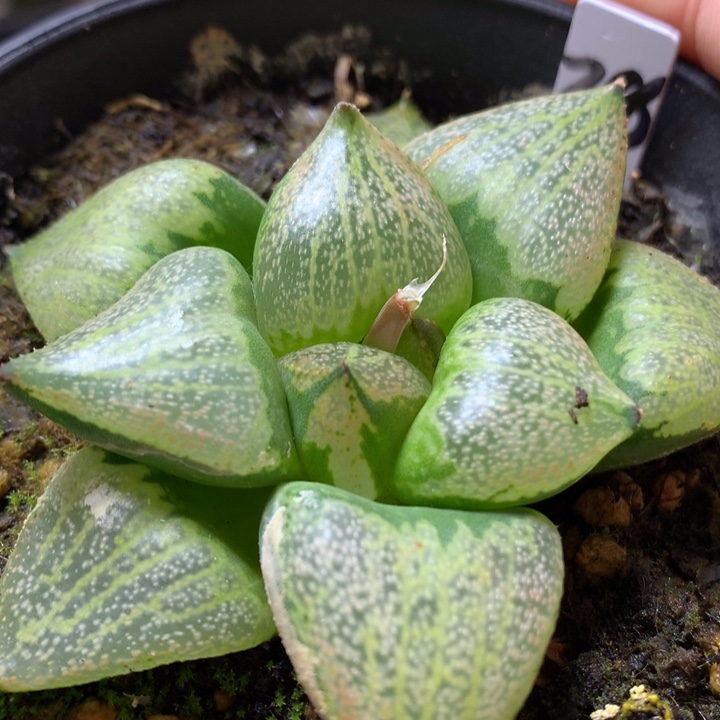 裹般诺x白银带盆土发货