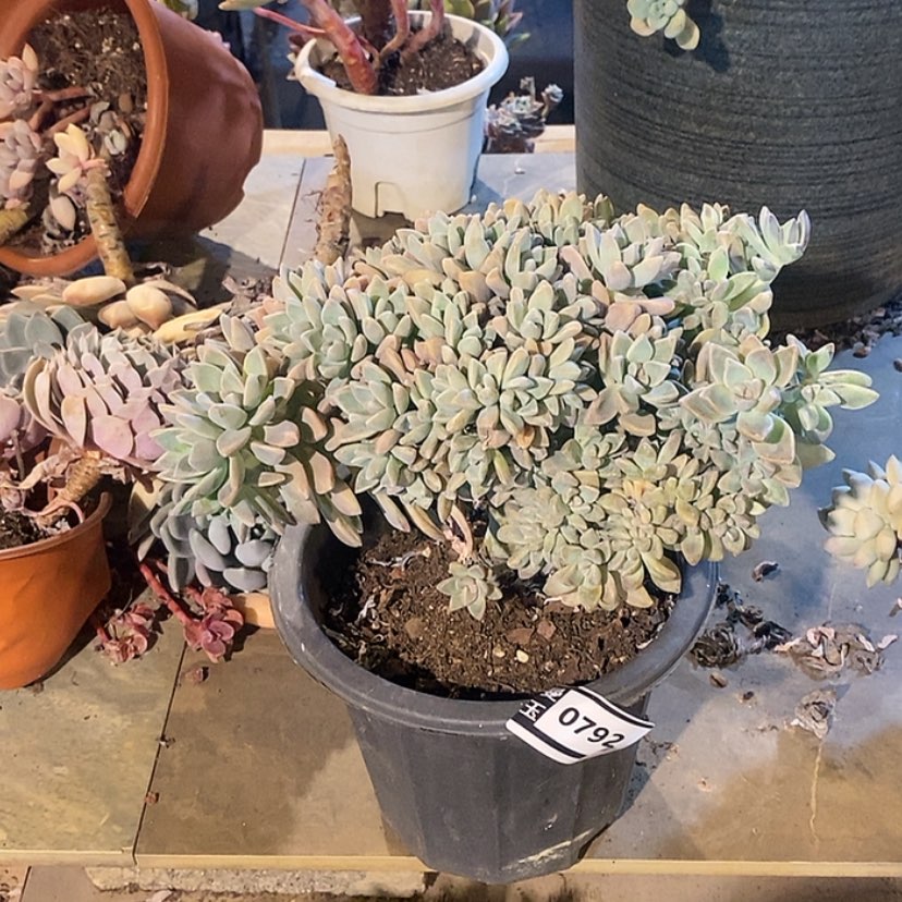 【闪购商品】淡雪缀0792