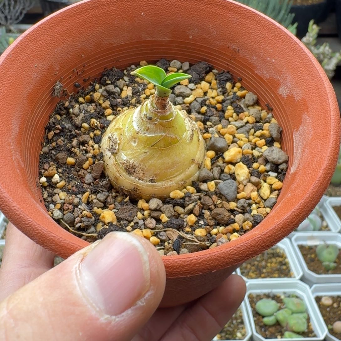 d属弹簧草多肉。