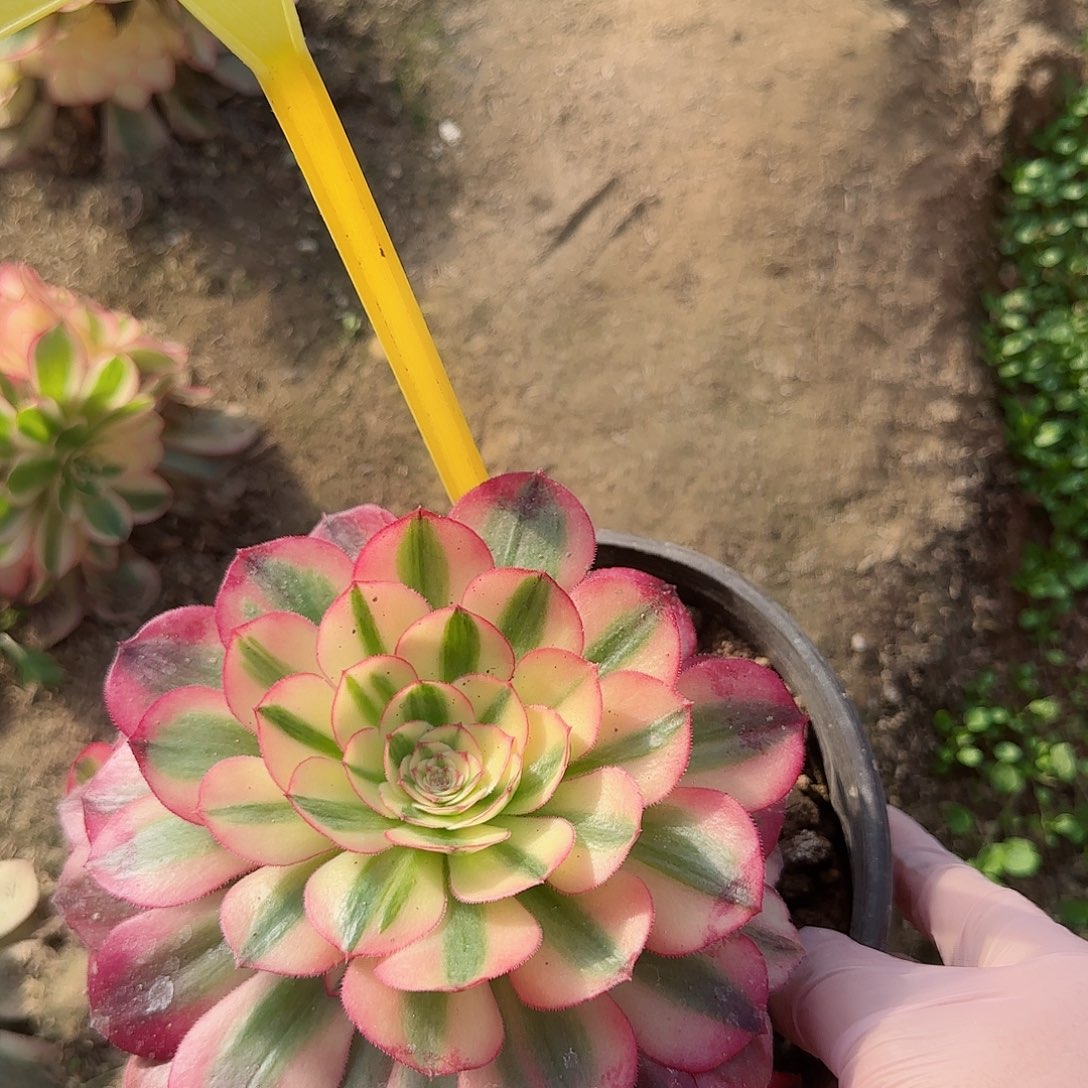 4-564---多头多肉植物