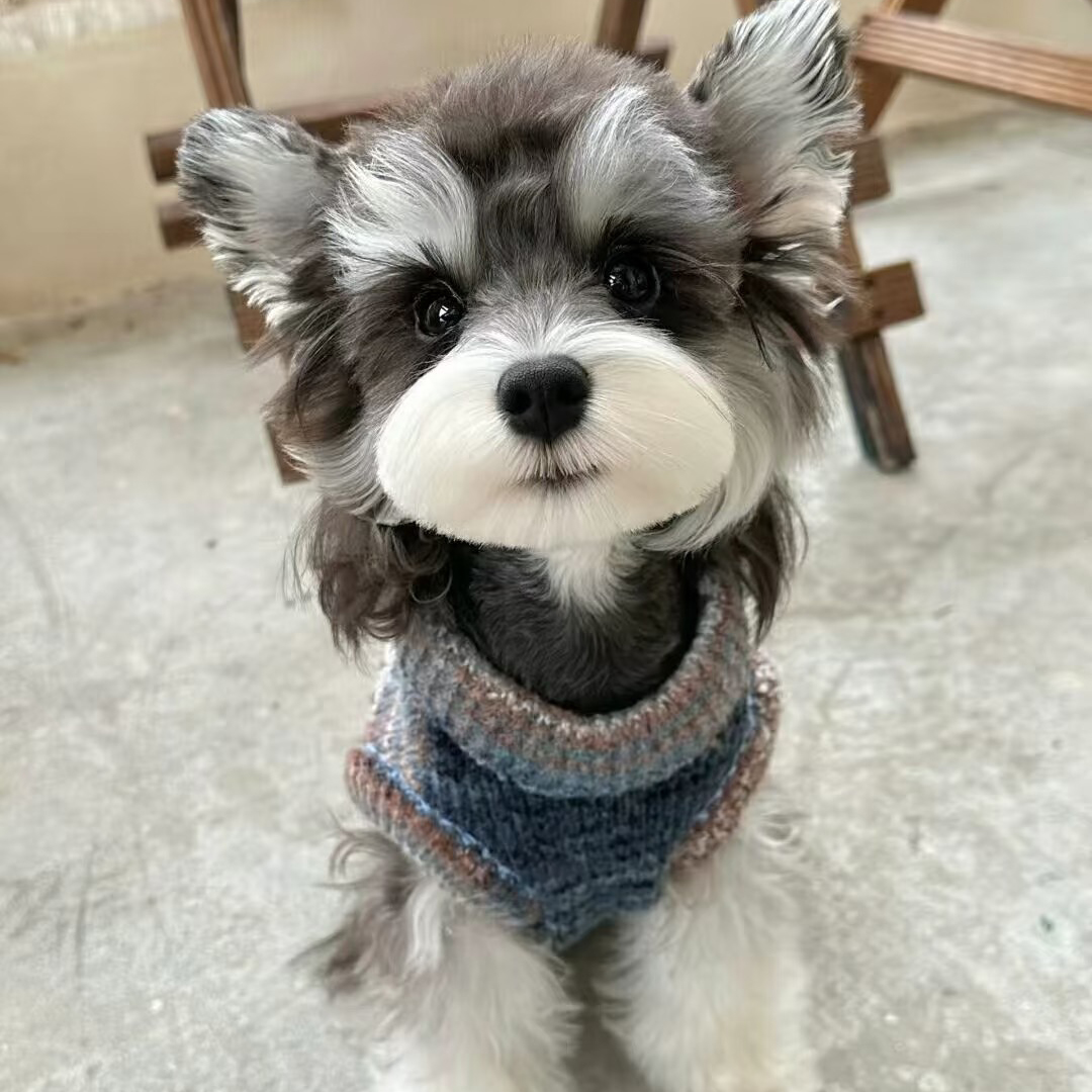 【大胖脸严选】活体雪纳瑞 椒盐色雪纳瑞 咖啡色雪纳瑞 黑银雪纳瑞