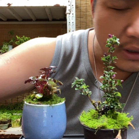 红陶一物一拍所见即所得209