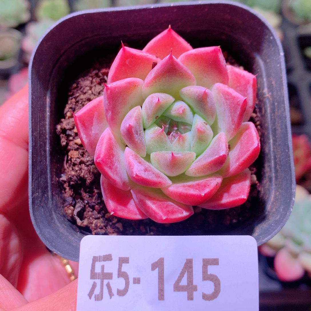 乐然5-145 西施单头 