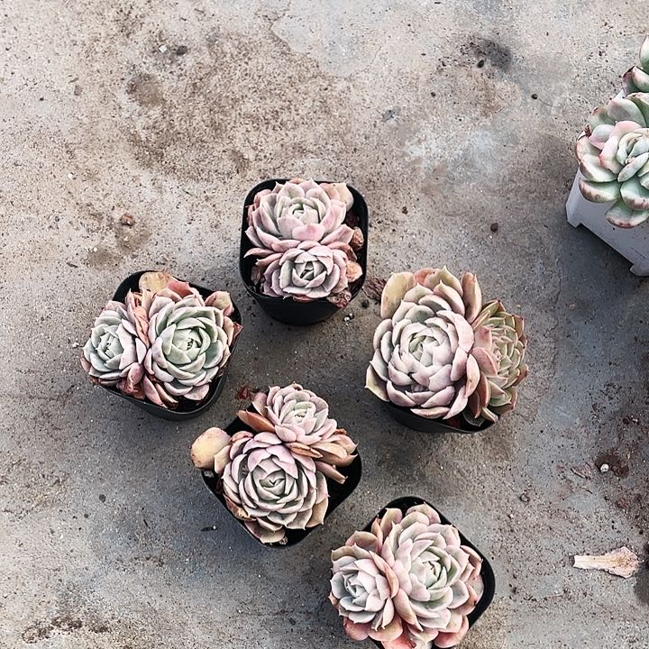 盎司诺锦15.8一盆888888