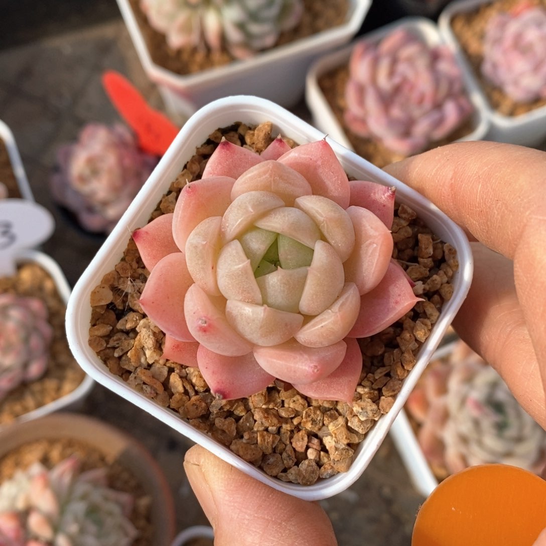 精品多肉一物一拍不包整177