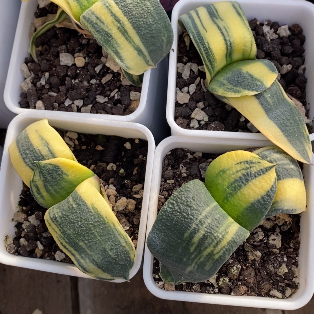 一颗卧牛锦 两颗一起400 开播福利