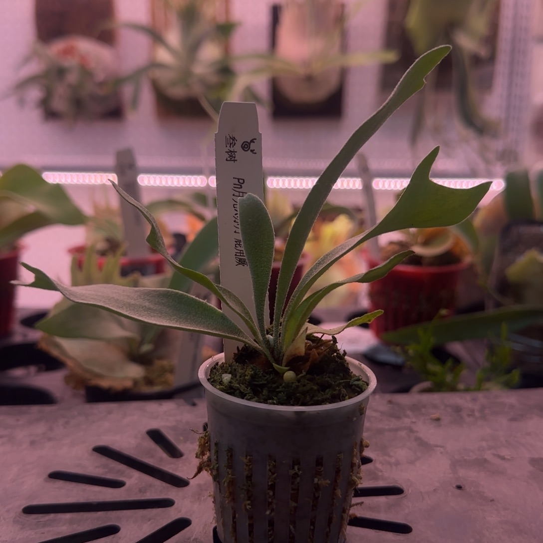 pn月光混波哥苏丹鹿角蕨