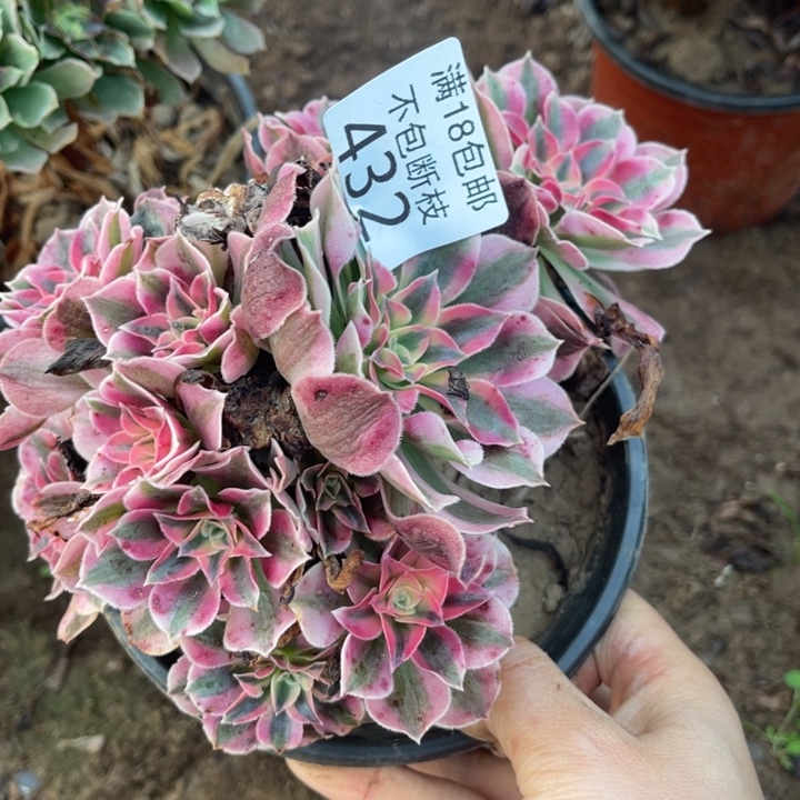 432粉女巫不圆2法师