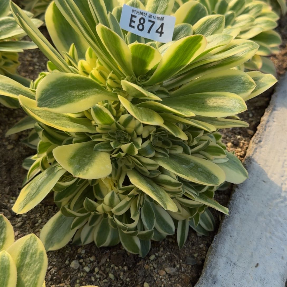 874迈巴赫多肉植物