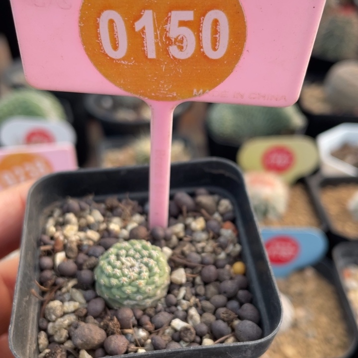 实生菊水015000000