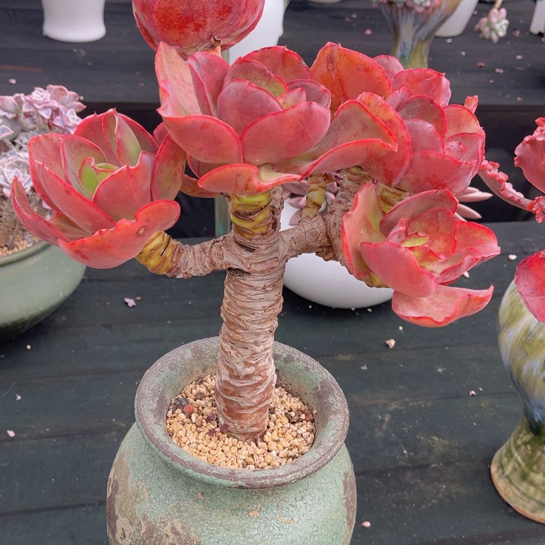 人*芭比玫瑰不带盆寄养