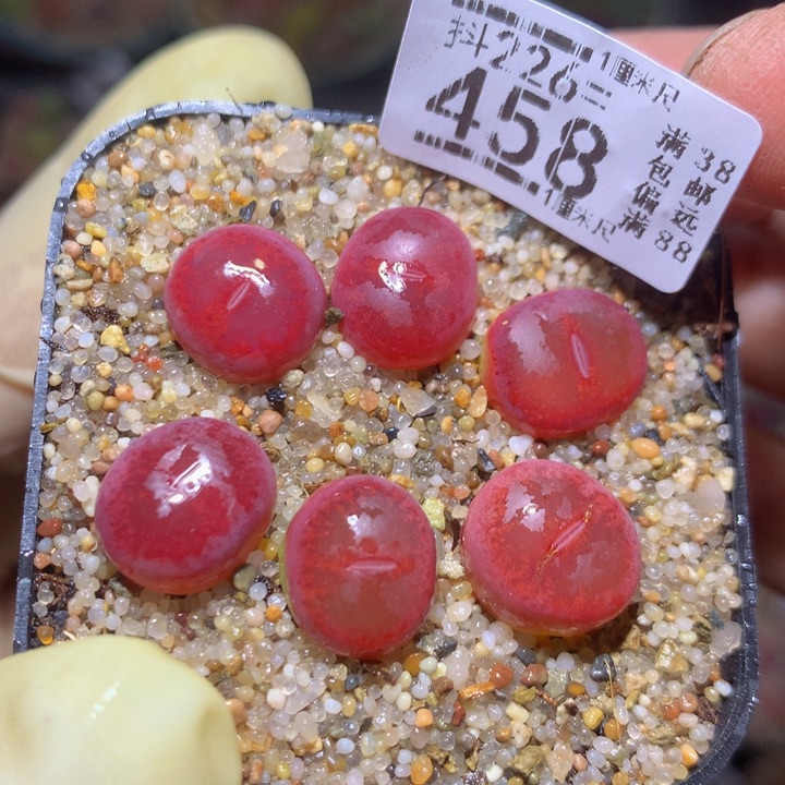 精品生石花226.458