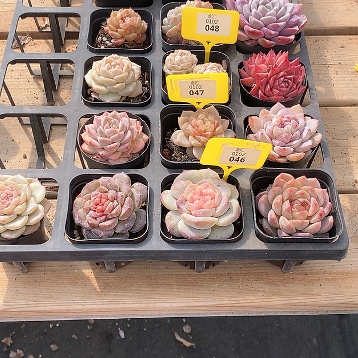 0102046珍妮4棵 元旦福利