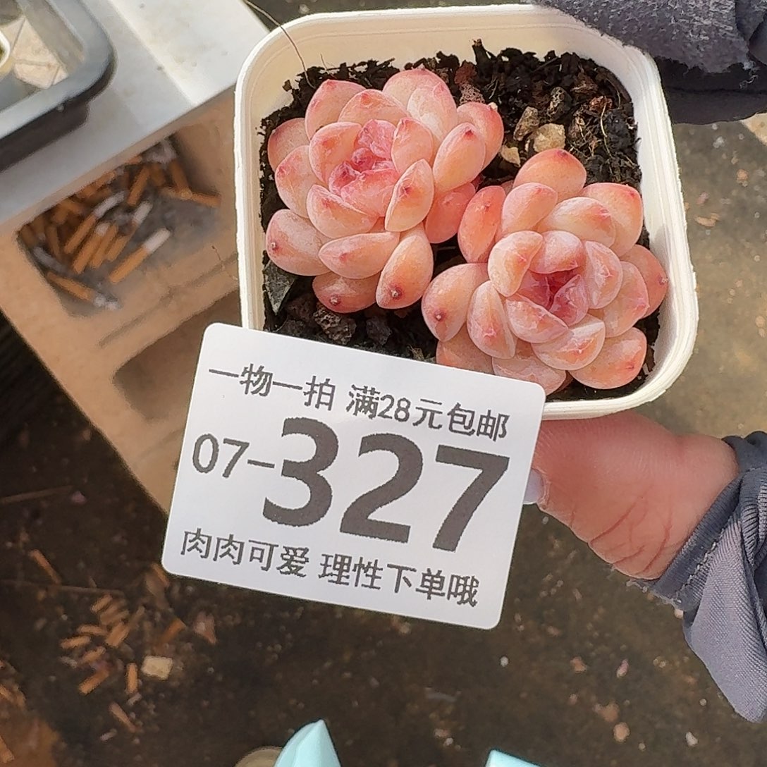 冰魄无盆土发货无