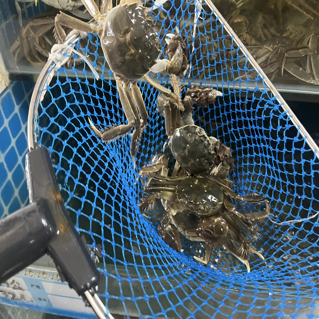 河蟹保活公 1.5两一只 3斤