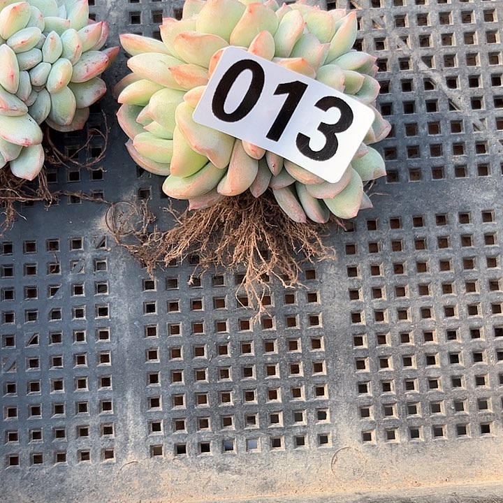 尘**多肉植物一物一拍