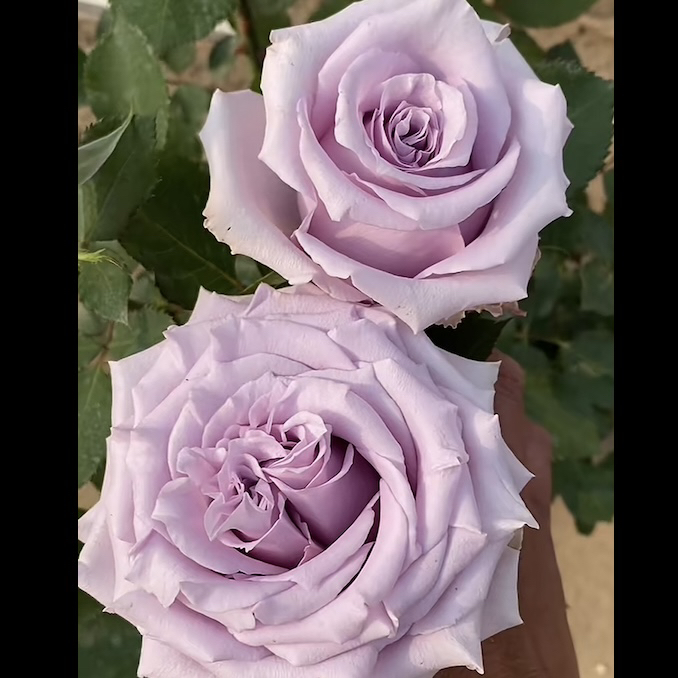 果香味【蓝气球】紫色贵货 高杯大花 2加仑根接苗云南发