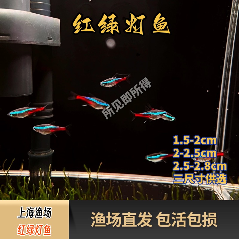 红绿灯霓虹灯热带淡水鱼小型灯科鱼群游新手鱼草缸南美缸观赏鱼