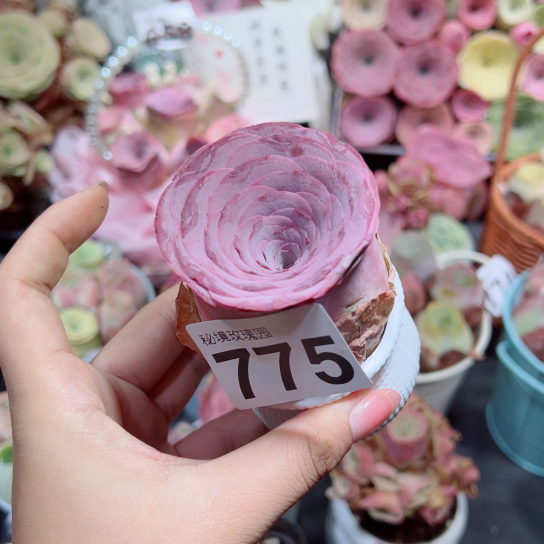 女****775紫玉单棵老桩。   