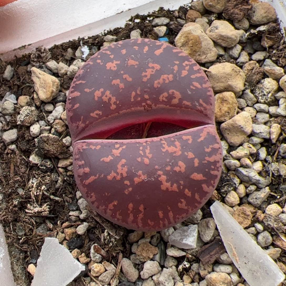 0301号酒红紫薰 多肉植物