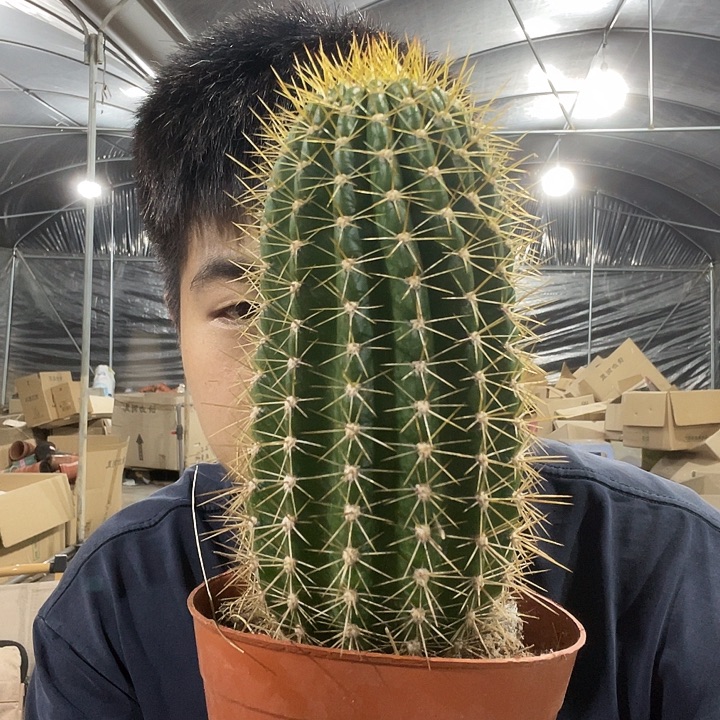毛花柱毛花柱毛花柱