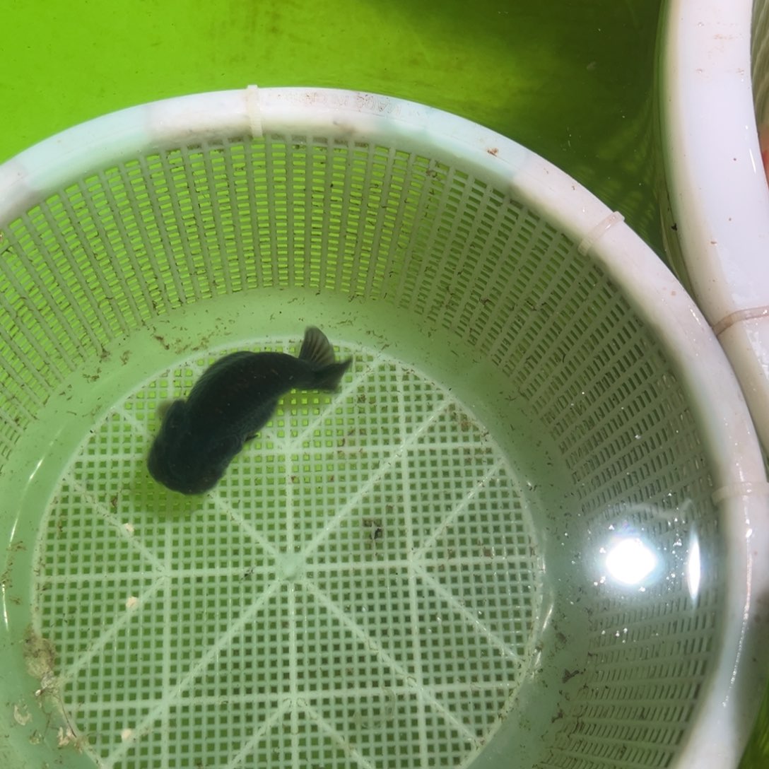 金鱼27号运费到付