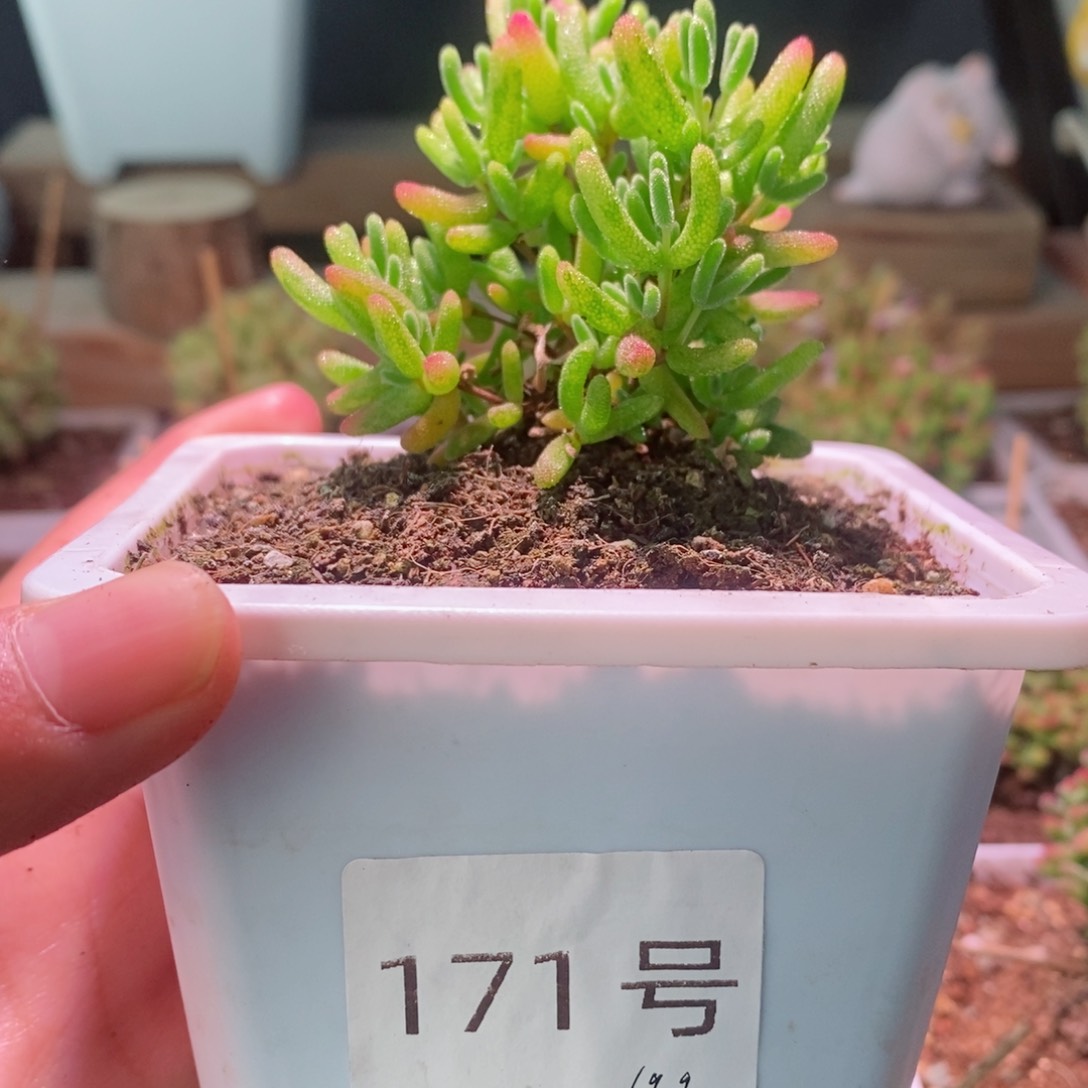 黄糊斑带盆土发货一物一拍