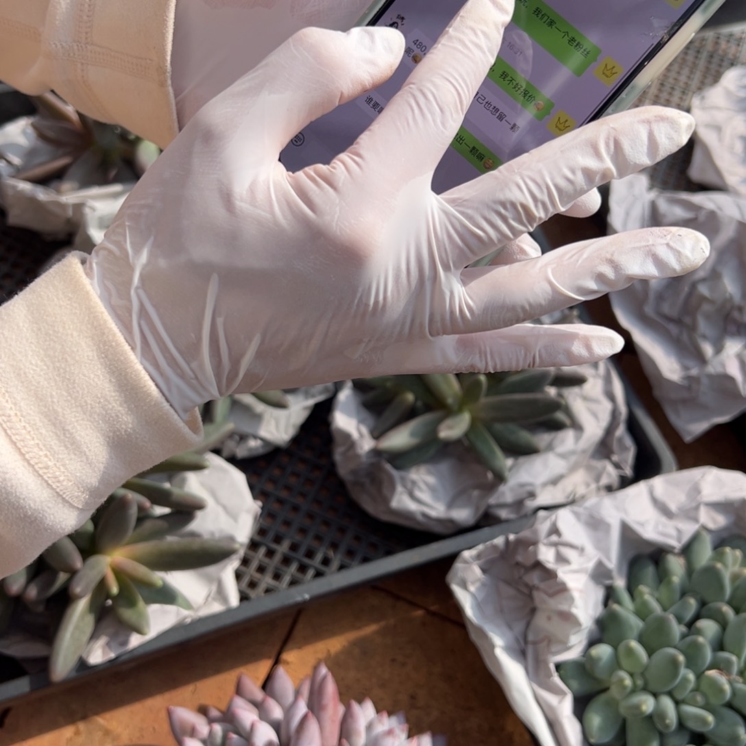 寄养1222222222222222