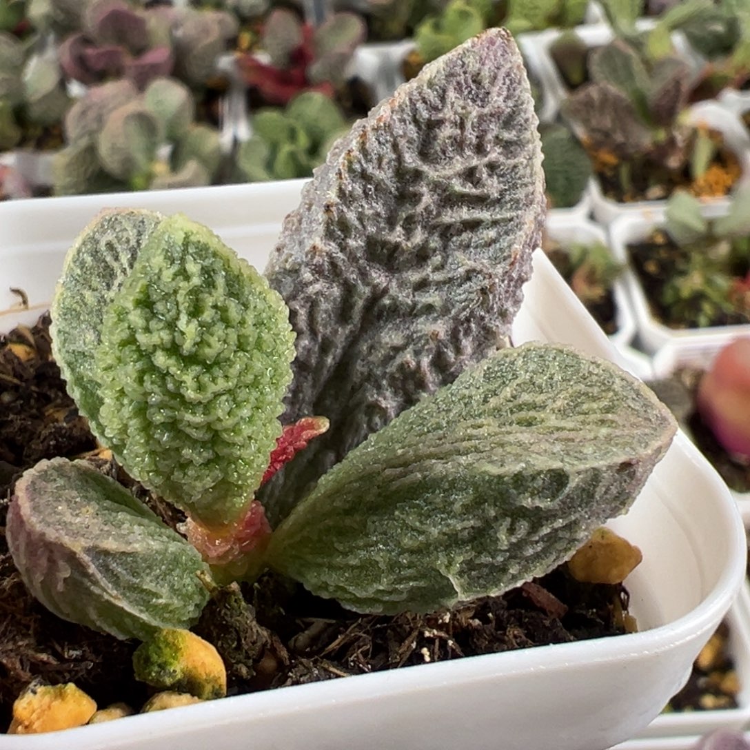 福利款实生大苗多肉植物