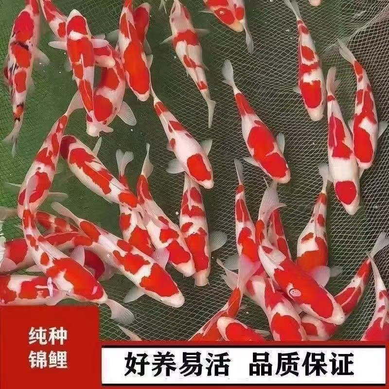 纯种红白锦鲤鱼活体冷水淡水观赏鱼好养耐活招财鱼