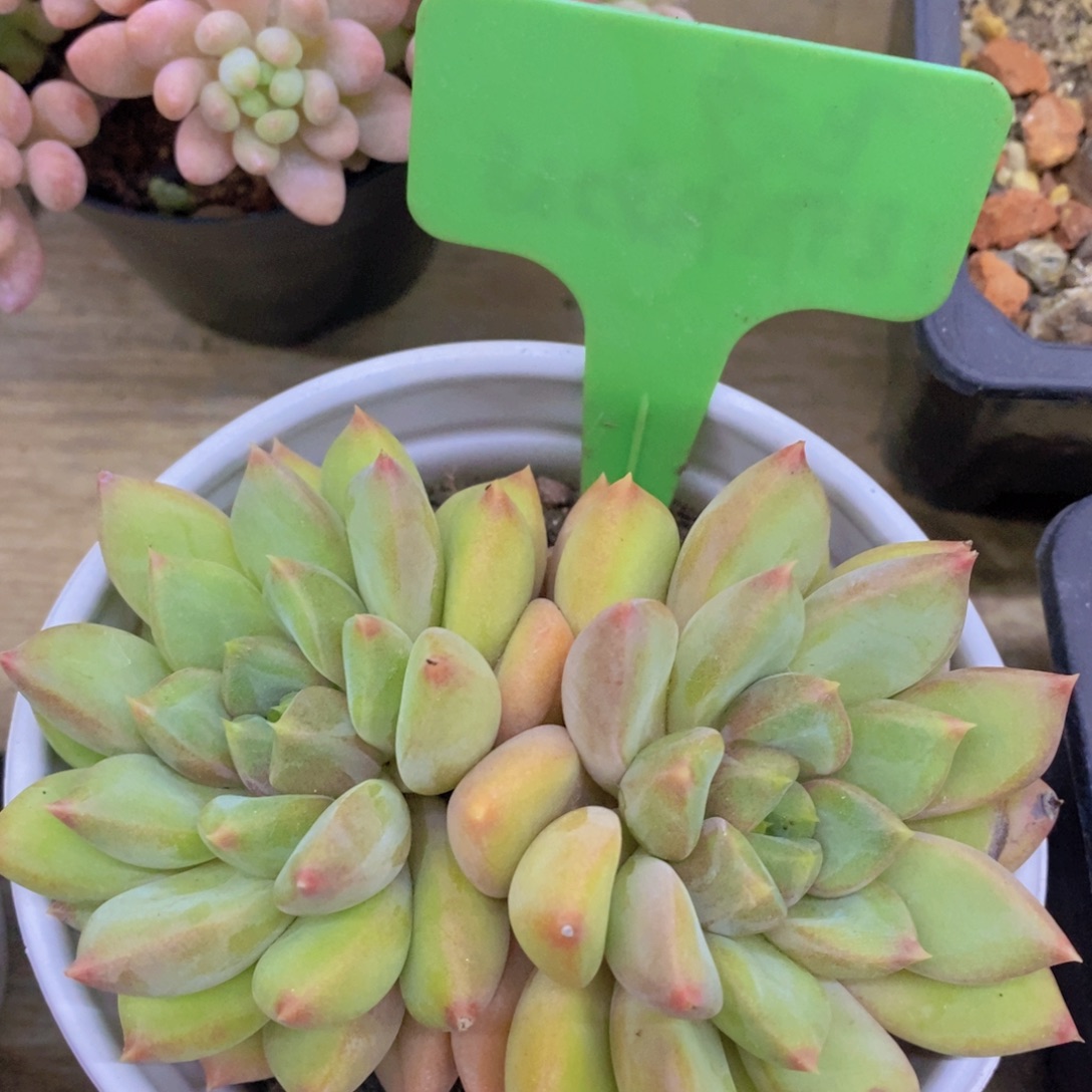 开心多肉，一单包邮2场