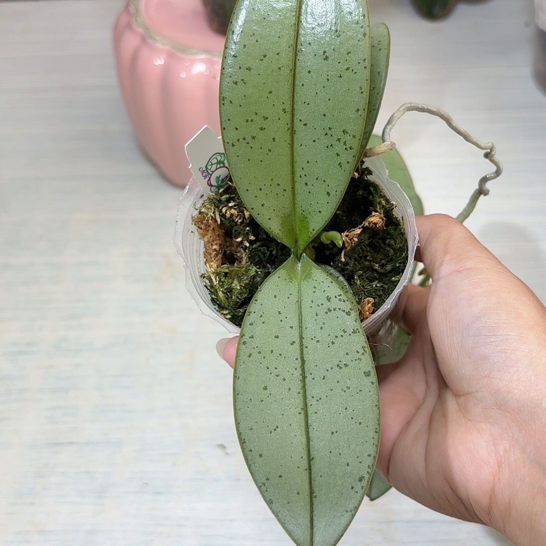 文***永当前无花栽培后可以开花魅力3252