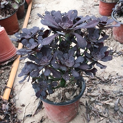 圆叶玫瑰法师多肉7