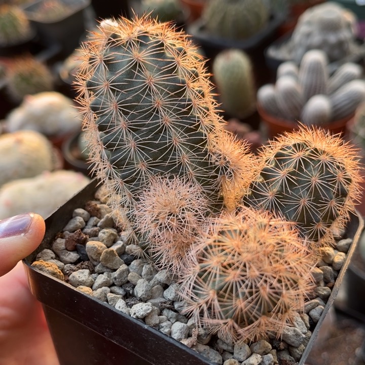 虾自根一物一拍仙人球