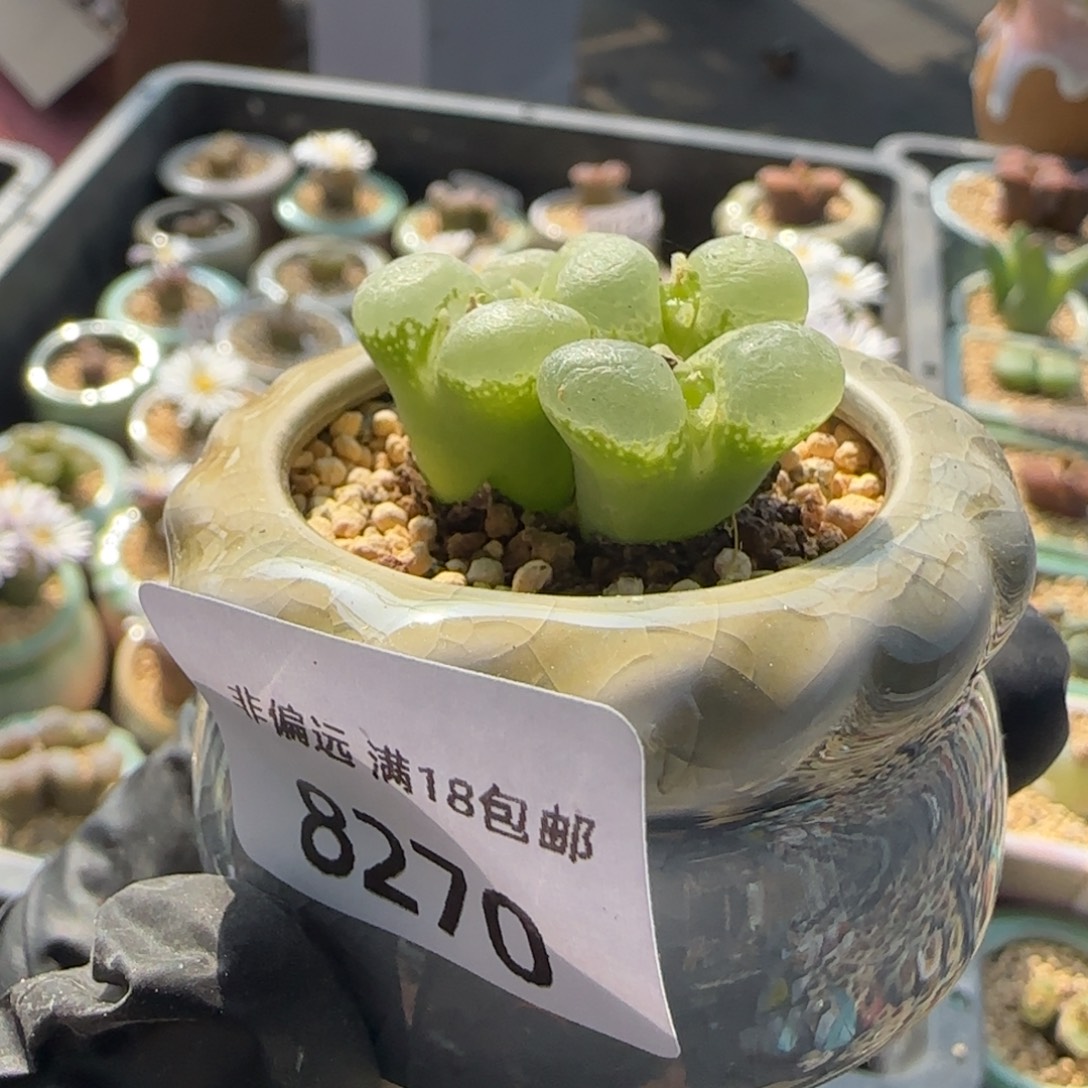 8270--一物一拍 带盆