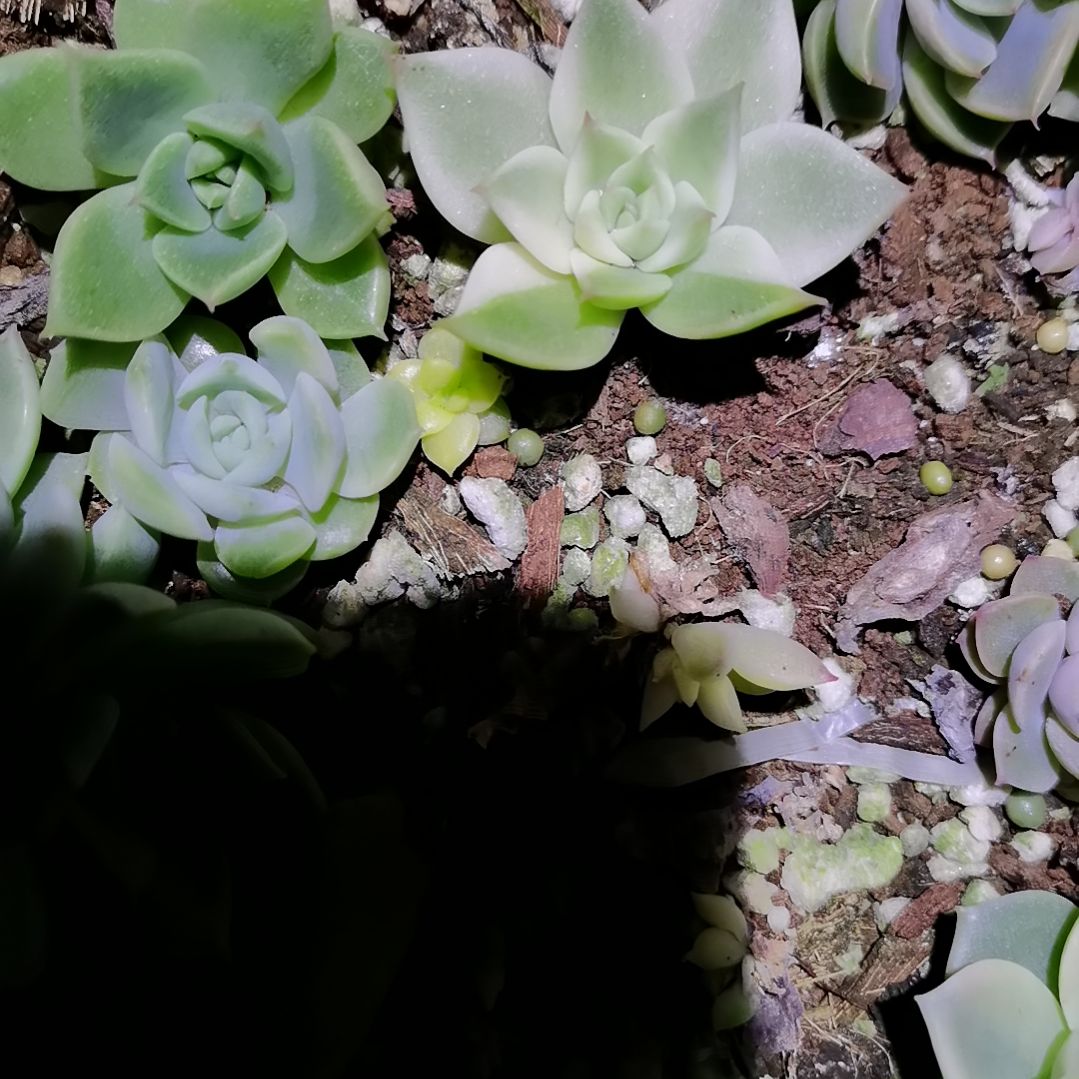 弗兰克白覆轮锦叶插苗