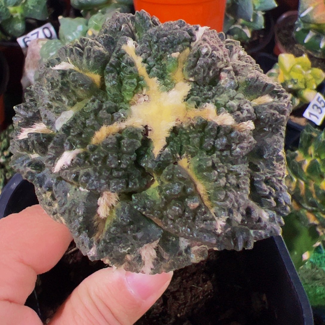 无花朵龟甲牡丹264