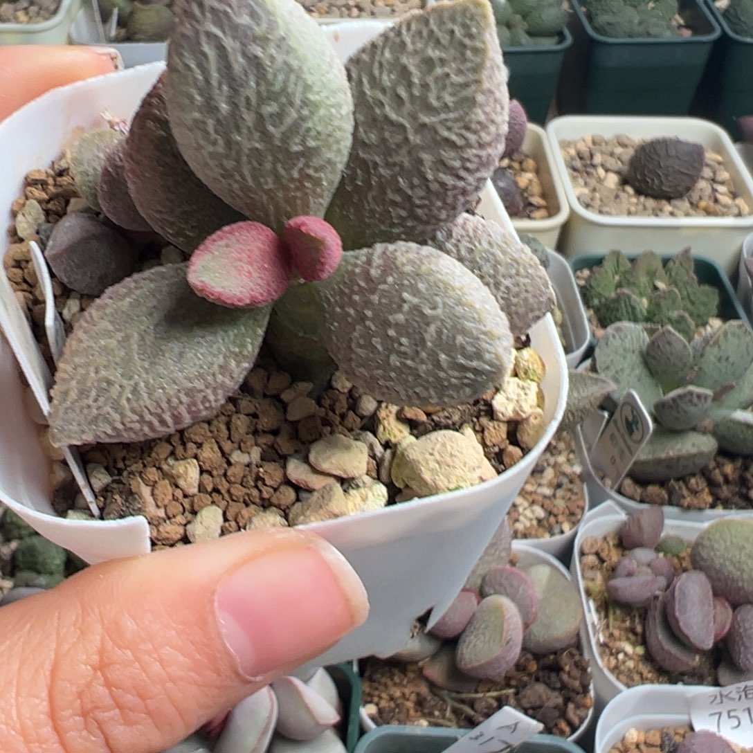 881老桩一颗带颗粒质感