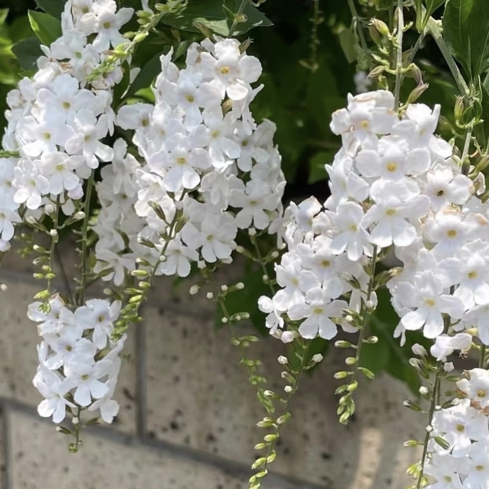 【白色蕾丝金露】1加仑盆棒棒糖直播耐热耐寒庭院阳台观赏植物