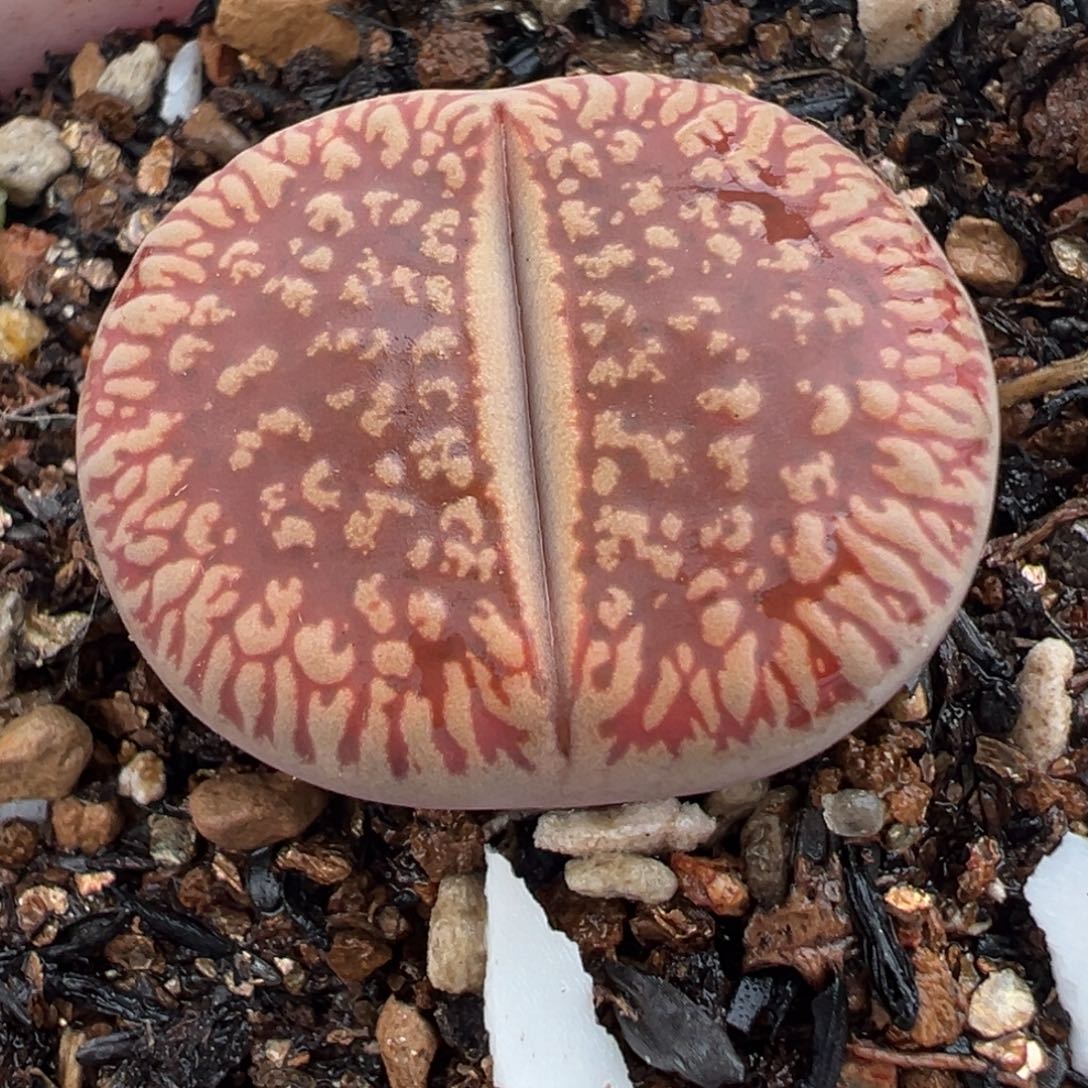 851多肉植物种类和
