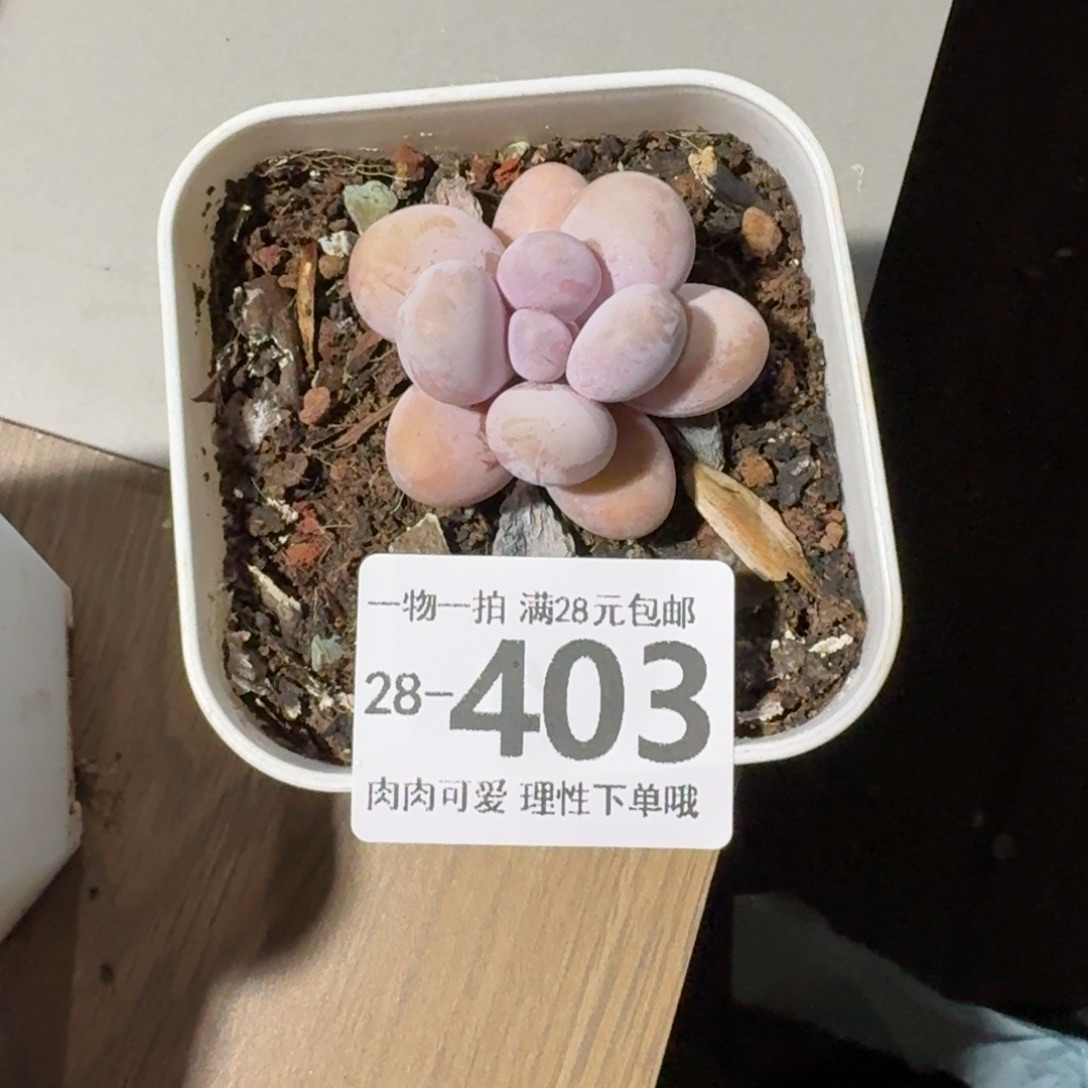 奶酪无盆土发货无盆土发货无