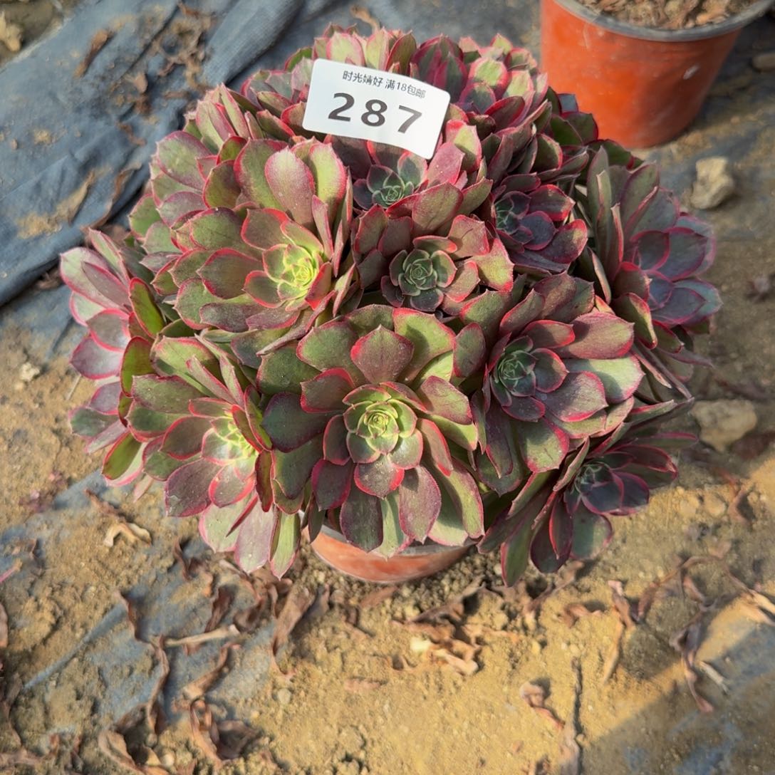 287粉花妖。多肉植物