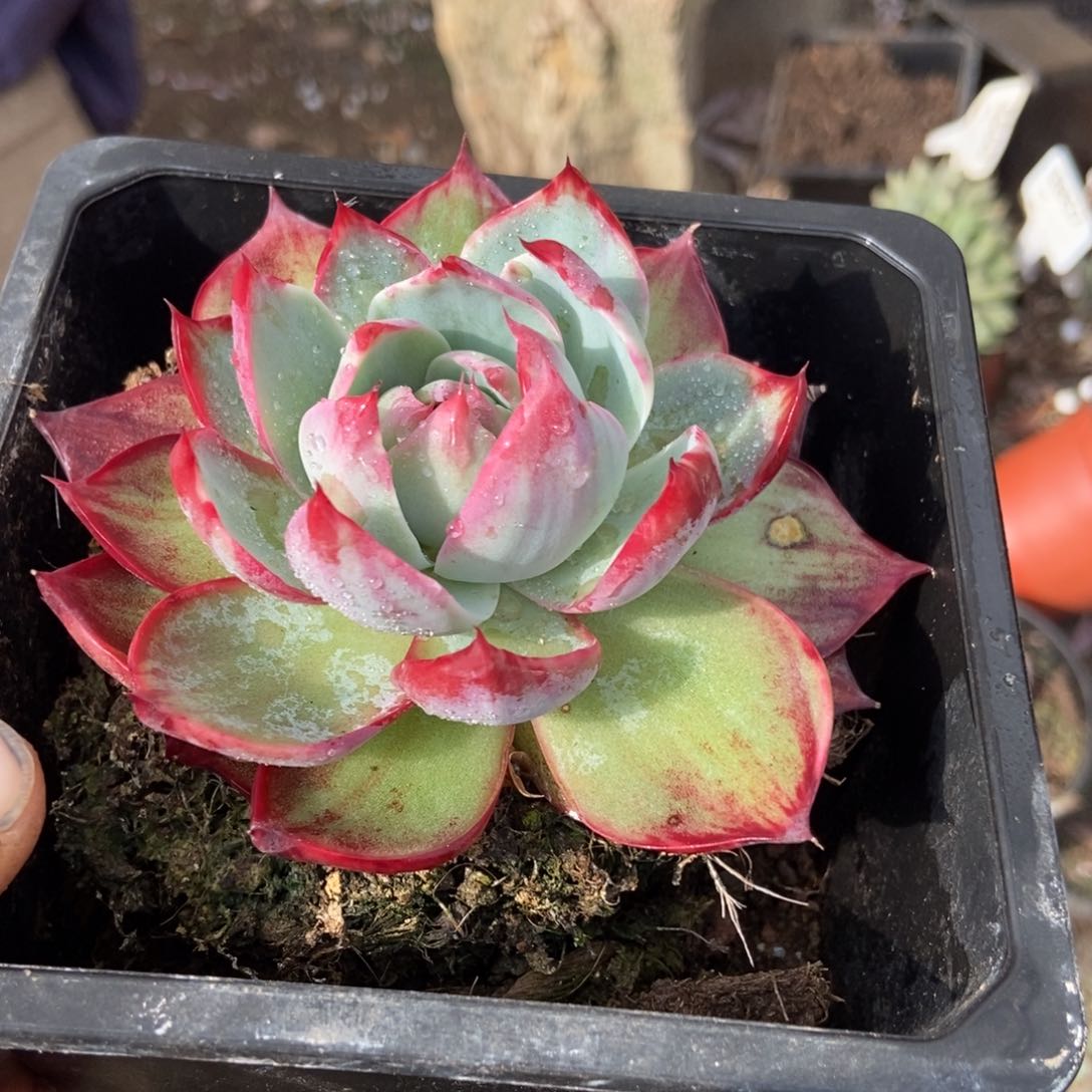 惊鸿一瞥565惊鸿多肉