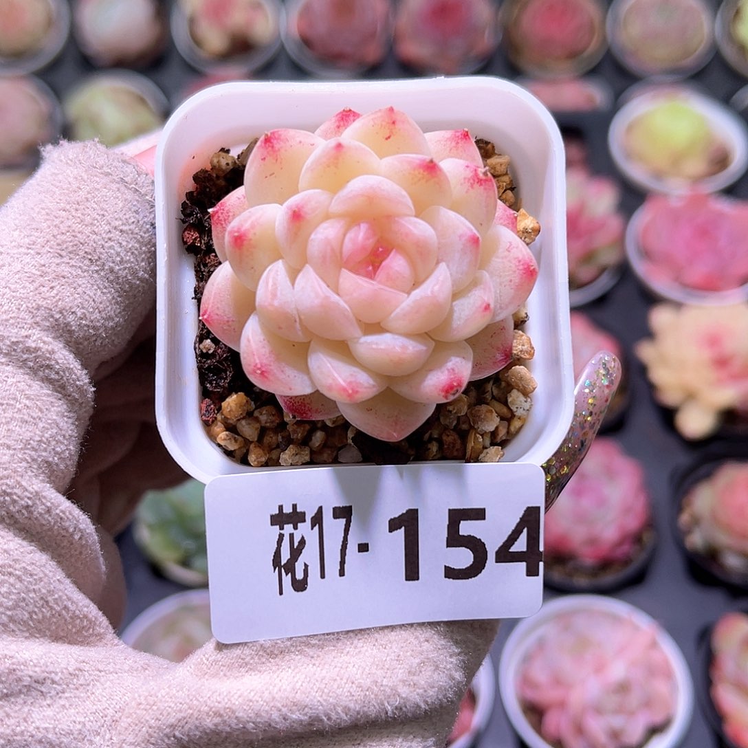 花利美17-154明月心