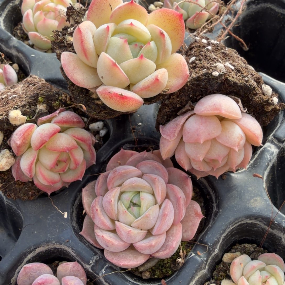 月影杂交晚霞十棵量拍发货11-7左四