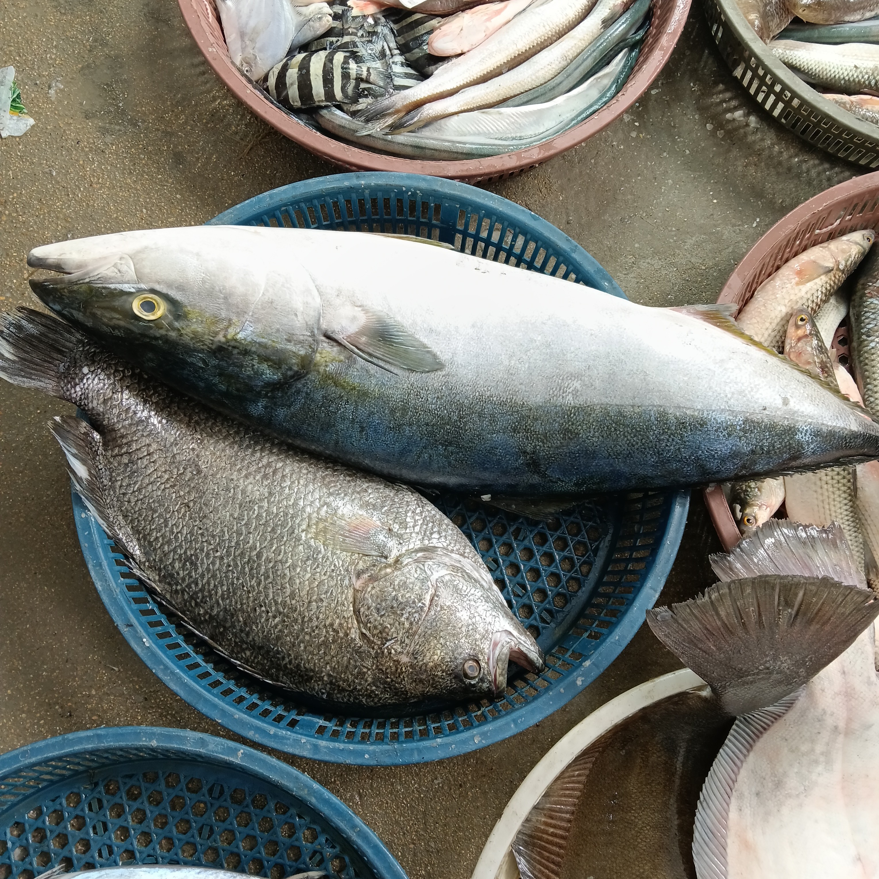 渤海鲜活速冻各种鱼特大号精品装顺丰冷链直发海鲜水产品