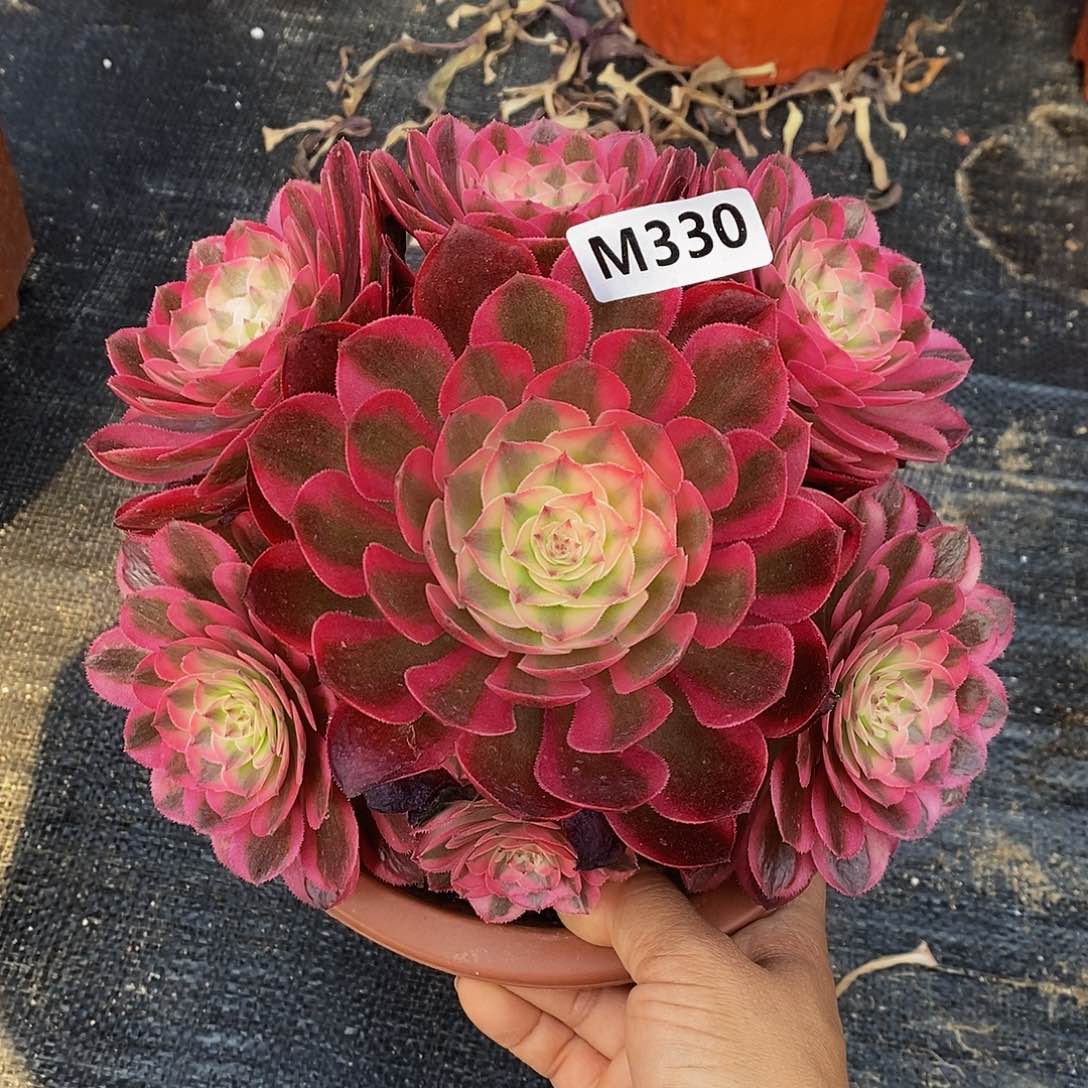 330荔枝冠17左右666666